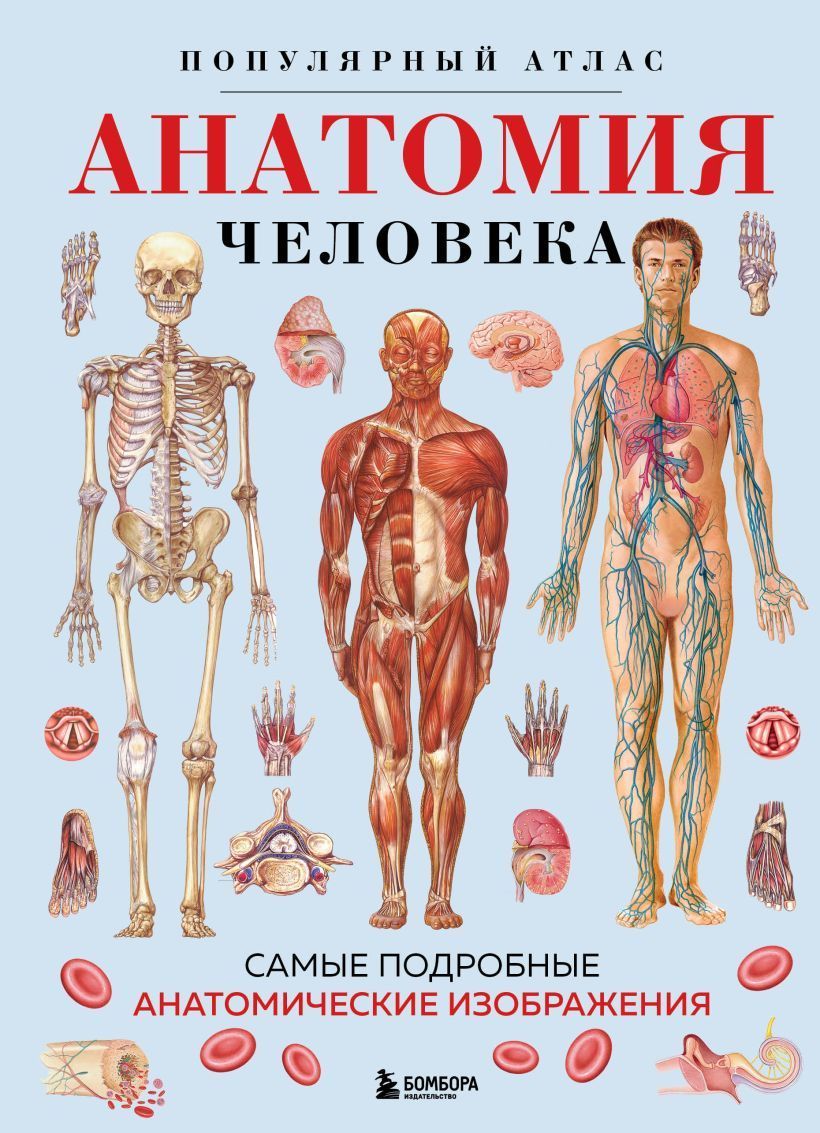 Анатомия человека. Популярный атлас. Самые подробные анатомические изображения Анатомия человека. Популярный атлас. Самые подробные анатомические изображения